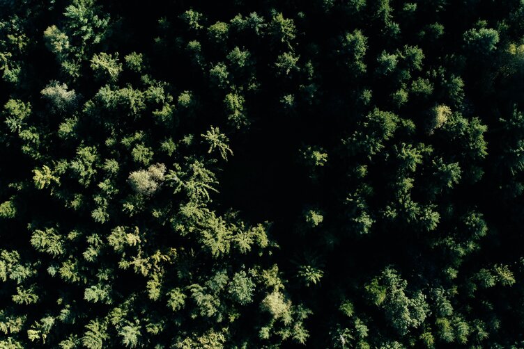 Wierzchołki drzew Beck